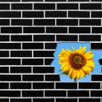 Sunflower growing Behind a Brick Wall, Copy Space on the Left