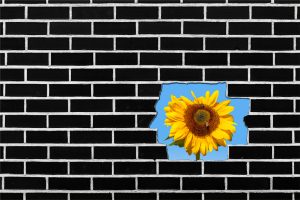 Sunflower growing Behind a Brick Wall, Copy Space on the Left